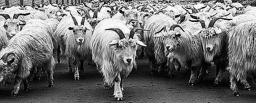 Chèvres pyrénéennes dont le lait compose le Broucaou vieille réserve Troupeau de chèvres des Pyrénées — assemblage lait Broucaou