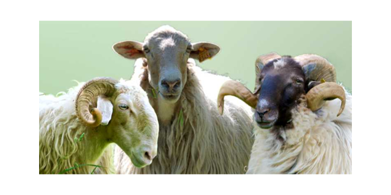 Trois races à lait de Brebis des Pyrénées